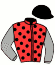 casaque portée par Molins Mme Amb. jockey du cheval de course WELLINGTON ROSE (FR), information pmu ZETURF